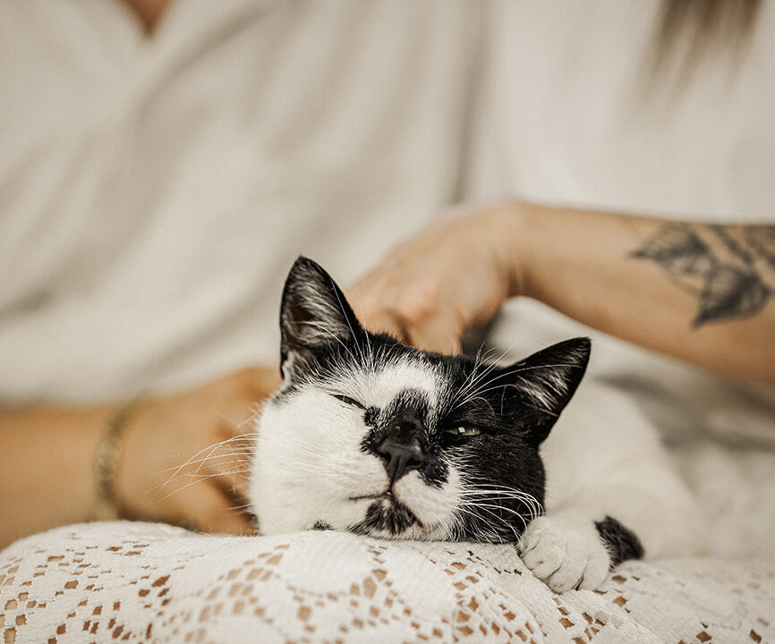 Katze schläft auf dem Schoß der Katzenbetreuung
