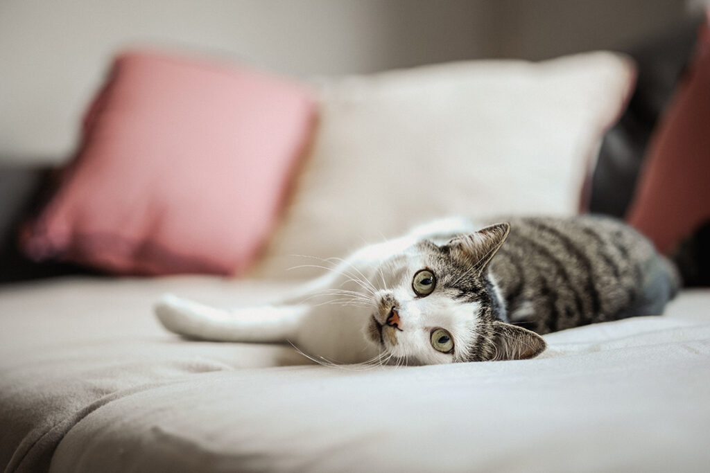 Katze entspannt alleine auf dem Sofa