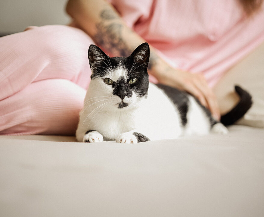 Katze lässt sich auf dem Sofa von der Katzenbetreuerin Nathalie in Ruhe streicheln
